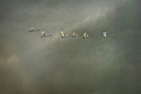 Photograph Suk Eun Kim Homecoming on One Eyeland